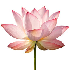 Fototapeta premium Close-up of a delicate pink lotus flower Transparent background