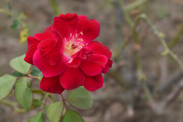 Beautiful red rose flower closeup in garden, A very beautiful red rose flower bloomed on the rose tree, Rose flower closeup, bloom flowers, Natural spring flower, Natural floral background,