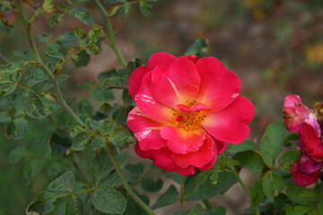 Obraz premium Beautiful red rose flower closeup in garden, A very beautiful red rose flower bloomed on the rose tree, Rose flower closeup, bloom flowers, Natural spring flower, Natural floral background,