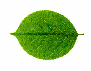 Obraz premium Closeup Green Leaf With Detailed Veins
