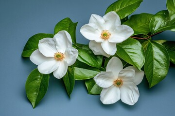 Delicate magnolia blossoms on a muted backdrop