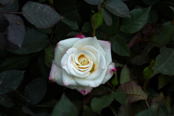 Beautiful white rose flower closeup in garden, A very beautiful white rose flower bloomed on the rose tree, Rose flower closeup, bloom flowers, Natural spring flower, Natural floral background,