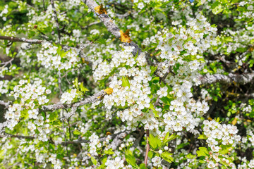 Crataegus Monogyna Blossoms on Spring Branch