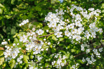 Hoverfly on Blossoming Hawthorn Tree in Spring