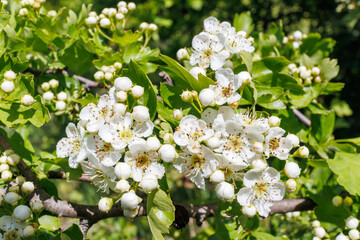 Crataegus Monogyna Blossoms on Spring Branch