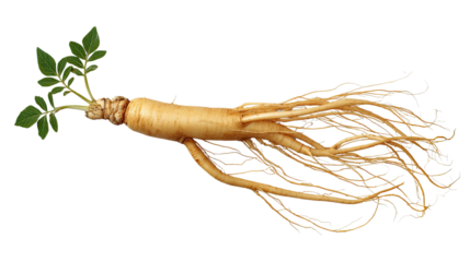 Ginseng Root: A close-up image of a freshly harvested ginseng root with a vibrant green sprout emerging from its crown. The root is isolated against a pure white background.