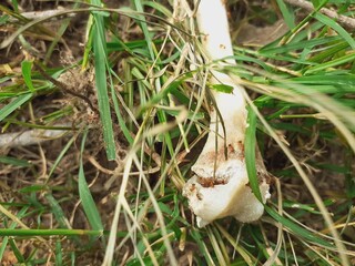 Obraz premium Ants are eating away at the remaining flesh on the bones.