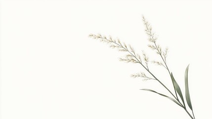 Fototapeta premium Delicate, light beige grass sprigs against a pure white backdrop
