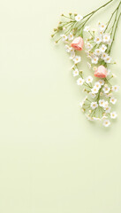 Small white gypsophila flowers on pastel green background. Women's Day, Mother's Day, Valentine's Day, Wedding concept. Flat lay. Top view. Copy space , with white tonespng