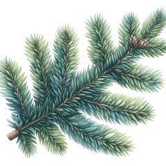A watercolor drawing of an evergreen fir tree branch isolated on a white background 
