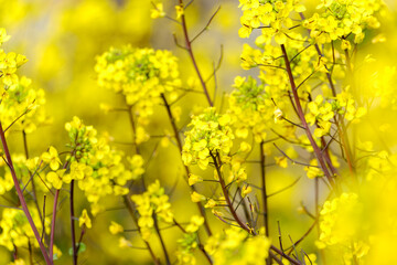 Obraz premium 春の陽に映える菜の花畑