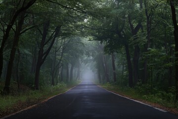 Fototapeta premium Misty road through a dense forest on a foggy day.