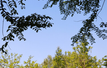 The blue sky and clouds with trees.
