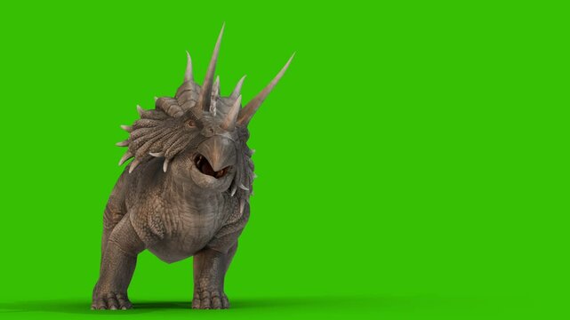 Triceratops dinosaur dancing just before attack on green background or green screen triceratops dinosaur for your project.