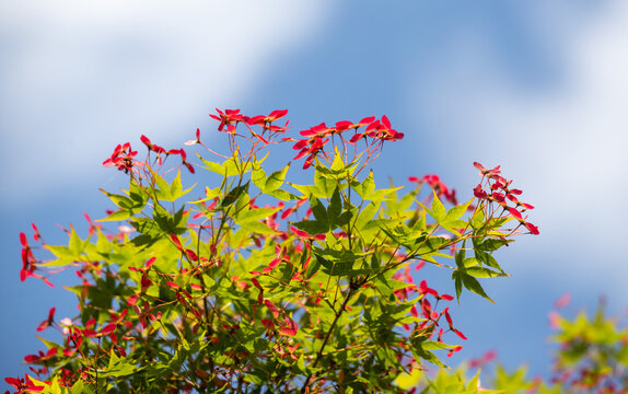 A tree with red leaves and green leaves