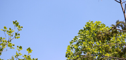 The blue sky and clouds with trees.
