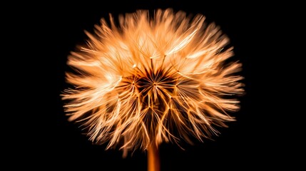 Fototapeta premium Dandelion seed head, abstract art
