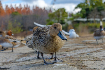 地面を歩くオナガガモの雌