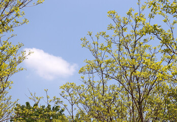 The blue sky and trees on a warm spring day.

