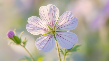 Fototapeta premium Close-up view of a delicate light purple flower.