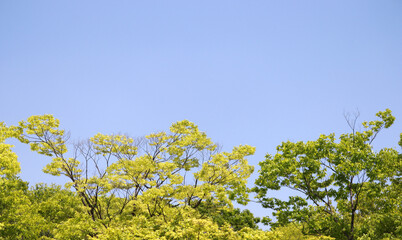The blue sky and trees on a warm spring day.
