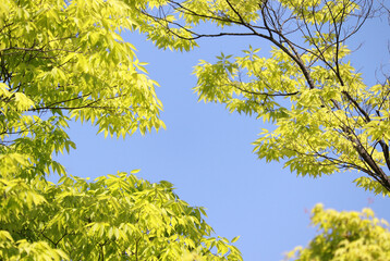 The blue sky and trees on a warm spring day.
