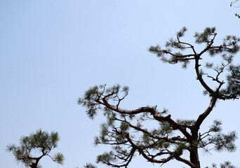The blue sky and trees on a warm spring day.
