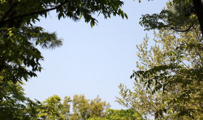 Branches and leaves in the wind against the blue sky.
