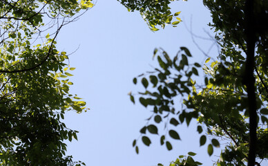 Fototapeta premium Branches and leaves in the wind against the blue sky. 