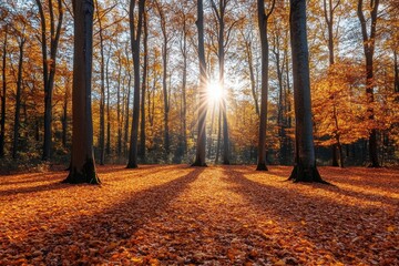 Fototapeta premium Colorful autumn forest with sunlight filtering through the trees and fallen leaves covering the ground, Autumn forest with fallen leaves covering the ground and sunlight filtering through trees