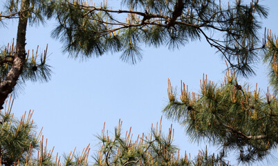 Branches and leaves in the wind against the blue sky.
