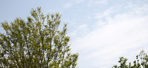 Branches and leaves in the wind against the blue sky.
