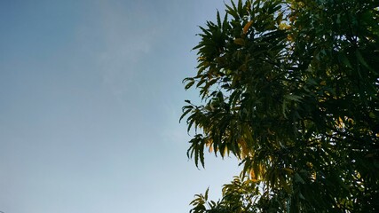 palm tree against blue sky