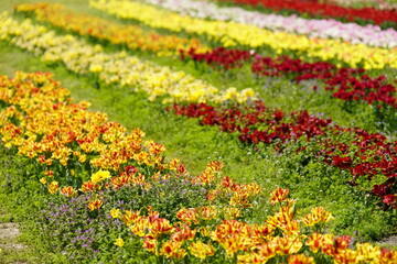 チューリップの花咲き乱れる公園