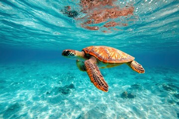 Fototapeta premium Sea Turtle swimming underwater
