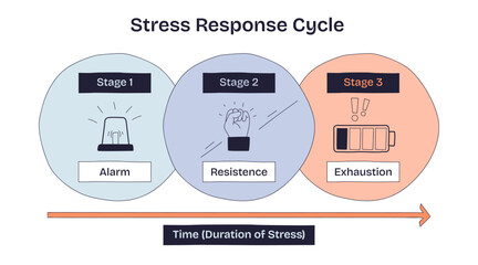 Stress response cycle shows alarm, resistance, and exhaustion stages with icons for each phase, highlighting stress progression. Doodle style diagram
