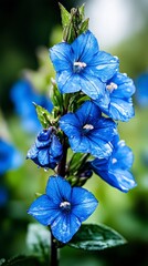 Vibrant Blue Flowers with Dew Drops.