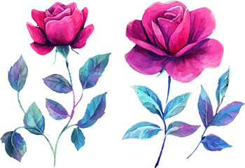 Beautiful Pink Rose in Watercolor