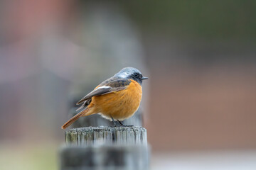 ジョウビタキの雄が木の杭にとまる姿