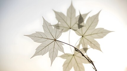 Silhouette of Fern Leaves Against a Bright Sky Background – Minimal Botanical Nature Photography with Calm Aesthetic for Design and Decor