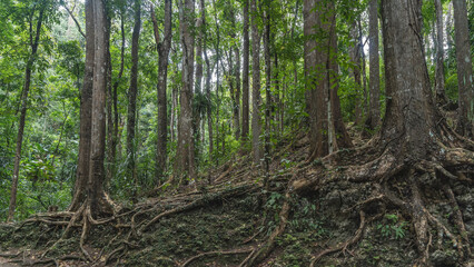 Mahogany Forest. Tall tropical rainforest trees with straight trunks grow on the hill. The exposed roots are intertwined. Philippines. Bohol. Bilar Man Made Forest  