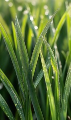 Obraz premium Sunlit green grass blades glisten with fresh morning dew drops on a field