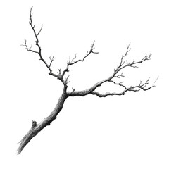 Bare Branch Isolated Black Background Winter Tree Nature