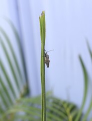 a leaf pest that is currently living