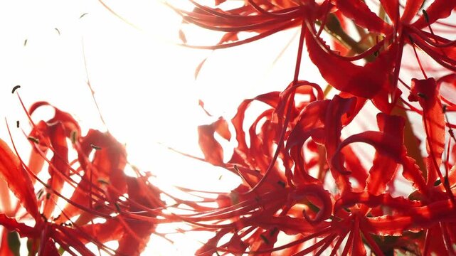 逆光の中のヒガンバナ 5倍スローモーション