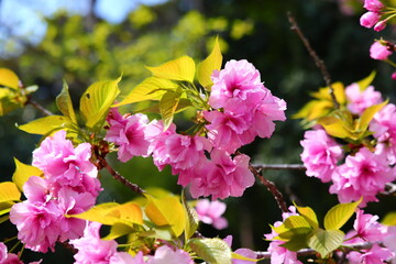 It is one of the varieties of Japanese cherry blossoms