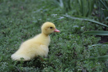 A fluffy yellow duckling sits in fresh green grass, looking calm and curious. Its soft feathers and tiny beak create an image full of innocence and charm.