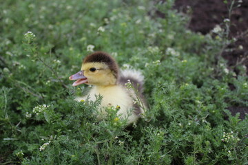 A small brown duckling with yellow patches rests in the grass. With its gentle eyes and downy feathers, it captures the quiet beauty of early life on the farm.