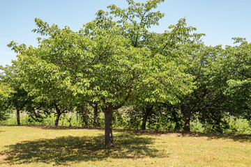 新緑の桜の木