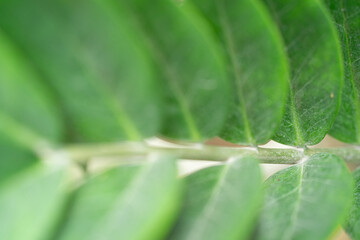 Close-up of vibrant green fern leaves showcasing intricate textures.